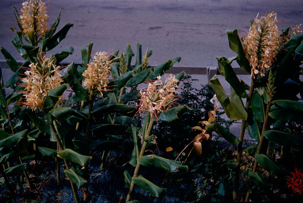 Ginger plant in flower, in garden of No. 424 Evans Bay Road ... (06 March 1961) by Leslie Adkin.