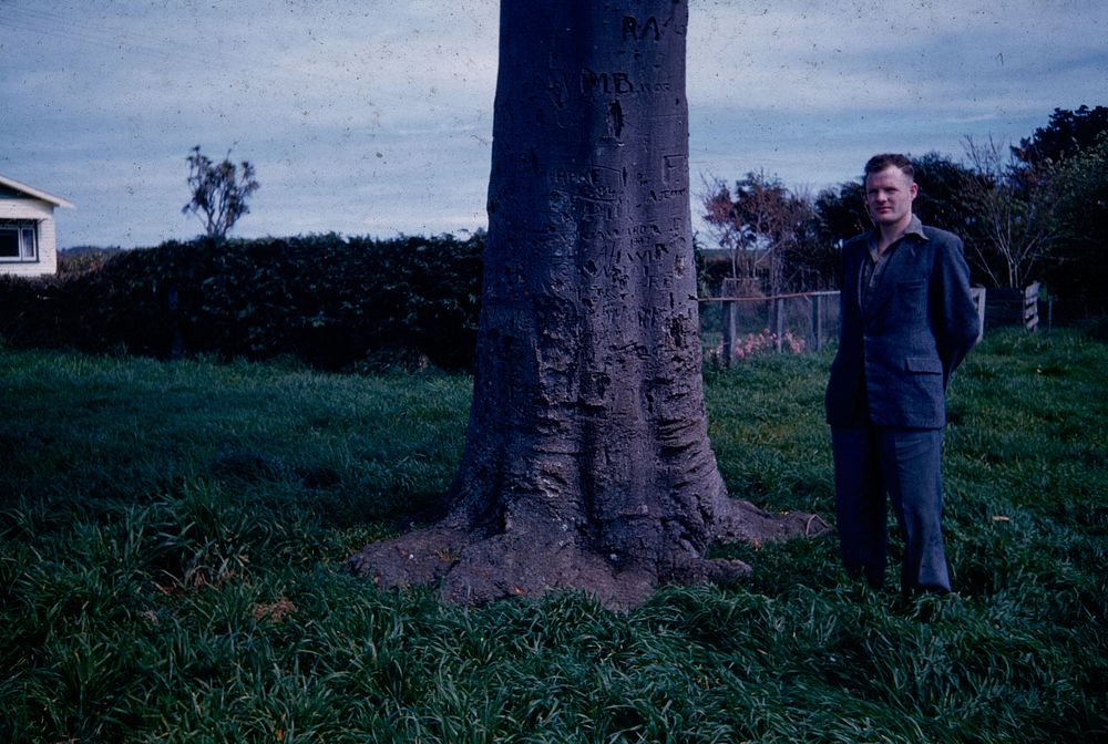 Trunk of the great Karaka tree at Ketemaringi ... (01 October 1960) by Leslie Adkin.