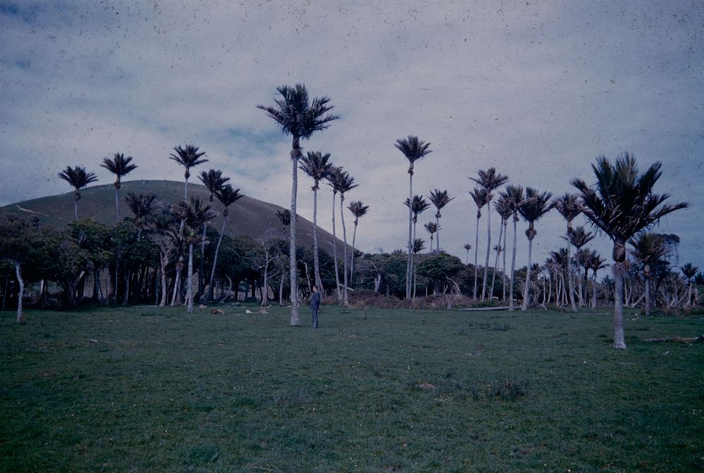 General view of the nikau groves on west of highway a mile north of Paraparaumu, Wellington (01 October 1960) by Leslie…