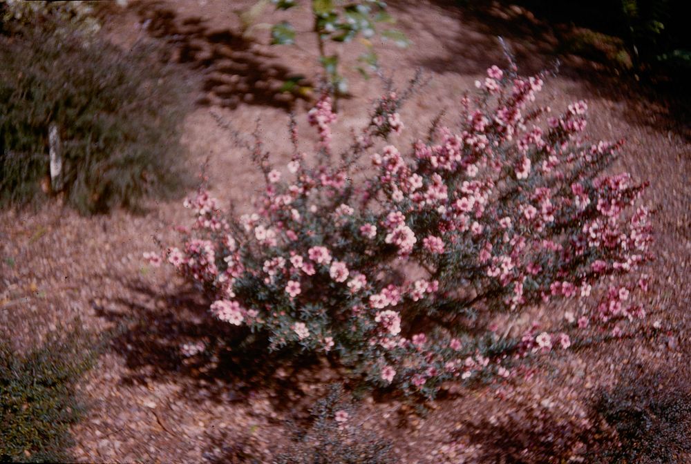 The pink manuka (Leptospermum martinii) in bloom, Wellington city (08 September 1960) by Leslie Adkin.