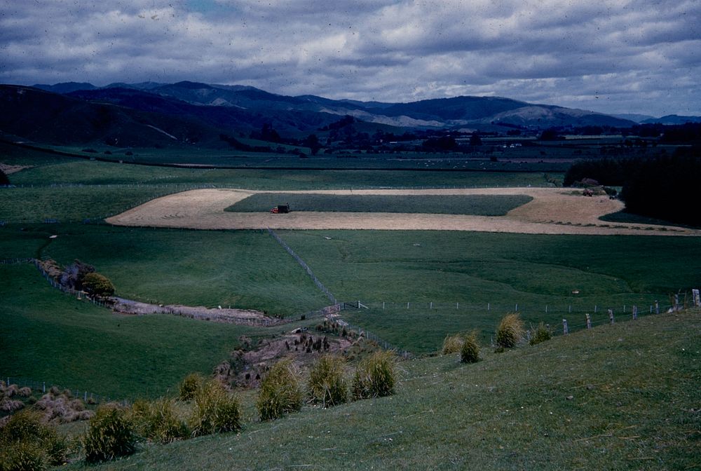 Harvesting green grass for ensillage on the Newell farm ... (22 November 1960) by Leslie Adkin.