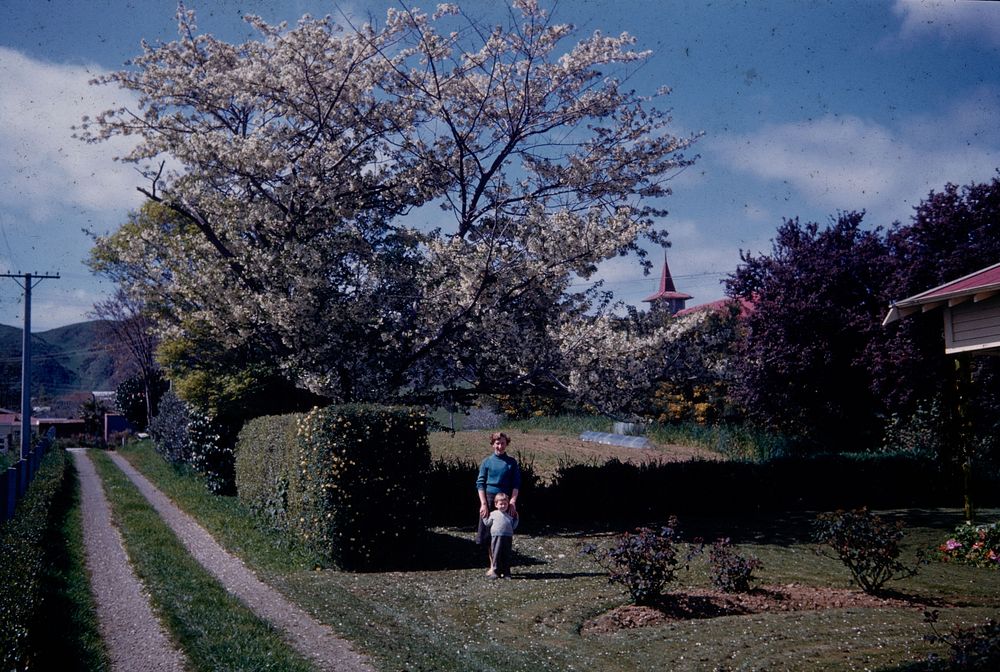 Flowering cherry at Warwick and Joy Hoare's place, Manakau (07 October 1961) by Leslie Adkin.