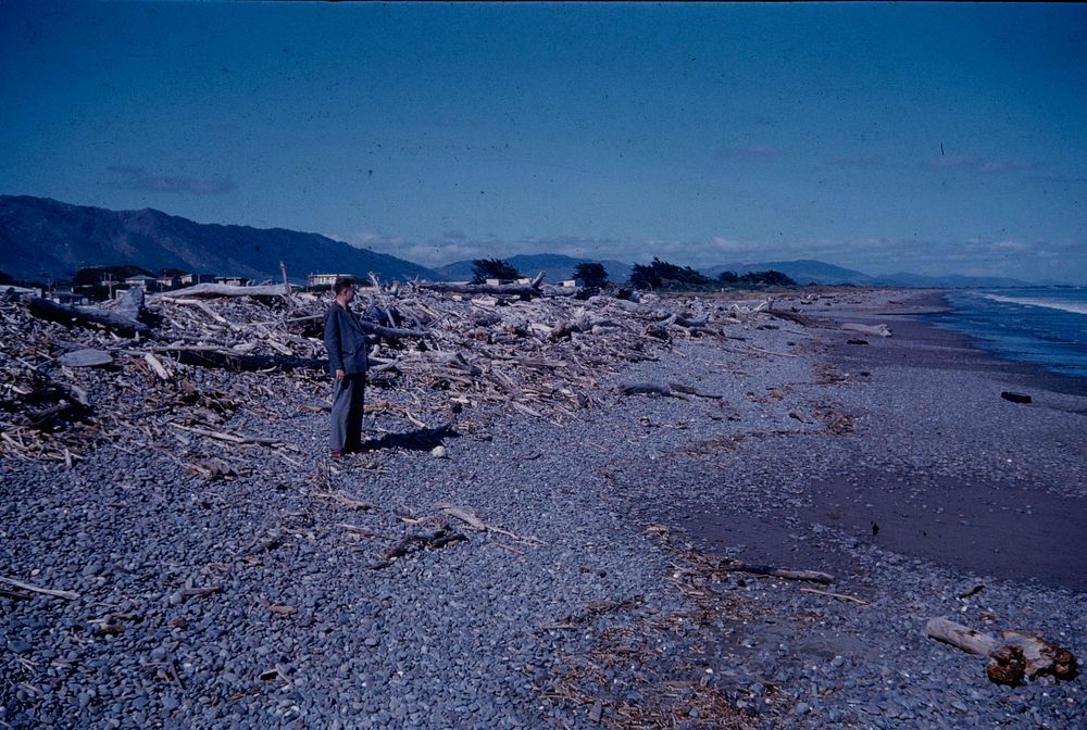 New storm beach-ridge of shingle (brought to shoreline by Otaki River as result of great storm of 1936) .... (24 September…