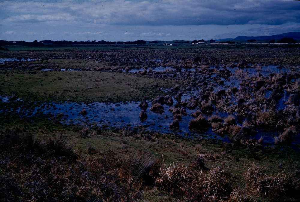 Panorama (west half) of swamp (former lagoon) ..... (24 September 1960) by Leslie Adkin.
