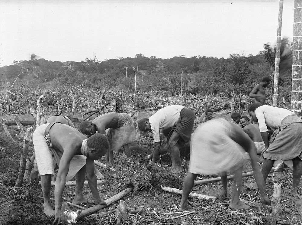 Work Gang Planting Yams (circa 1894-1903) by Reverend John Arthur Crump.