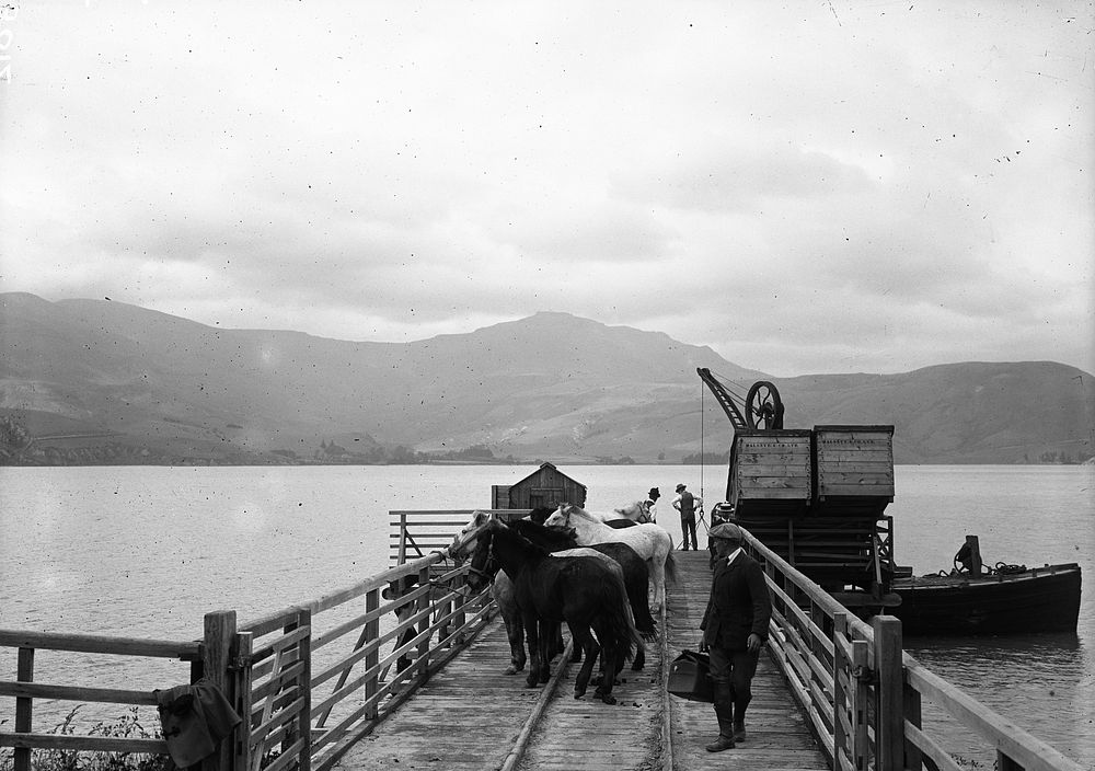 Ponies in Quarantine on Quail Island (1907-1914) by James McDonald.