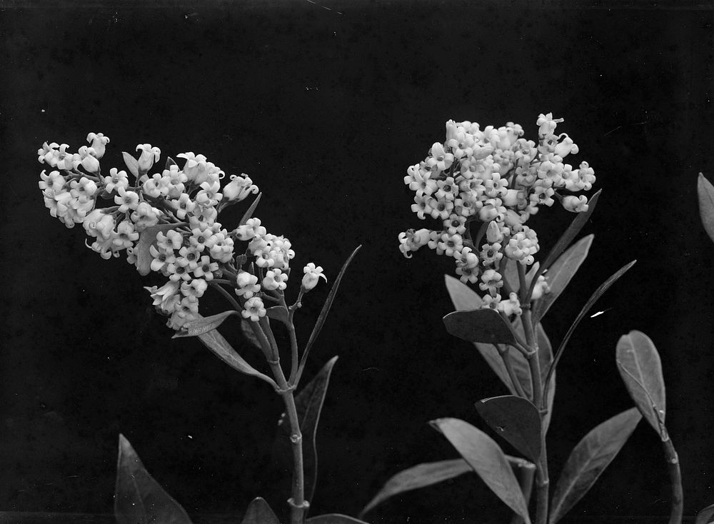 Parsonsia (New Zealand Jasmine) (circa 1910) by Fred Brockett.
