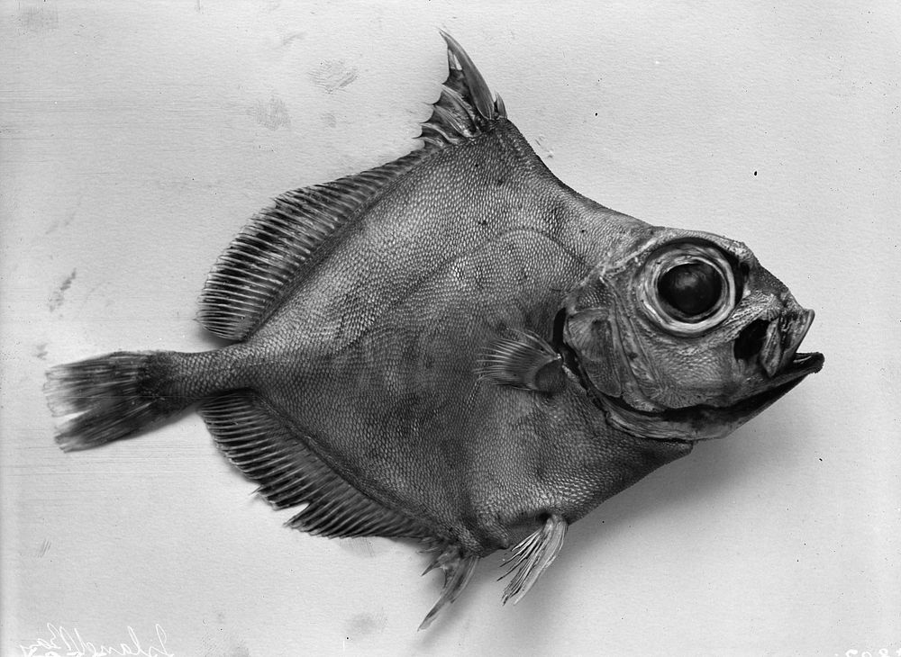 Nedcyttus Rhomboidalis -  from Cook Strait (Circa 1930) by James McDonald.