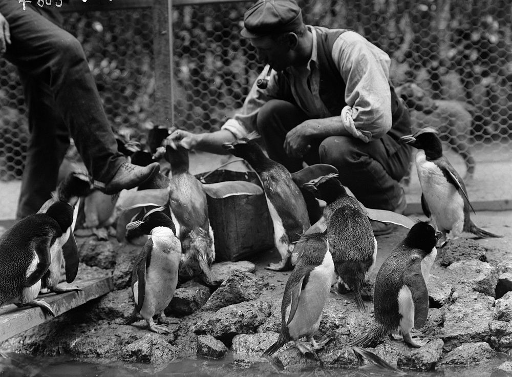 Penguins at the Christchurch Exhibition (1906) by James McDonald.
