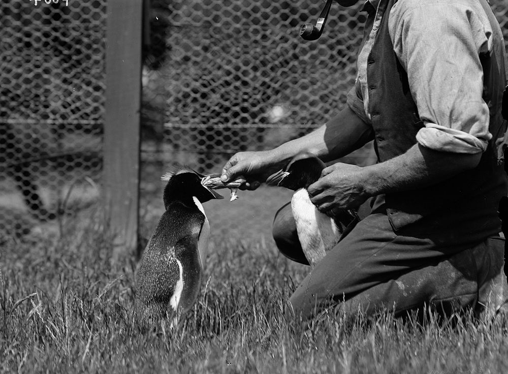 Feeding penguins (Circa 1930) by James McDonald.