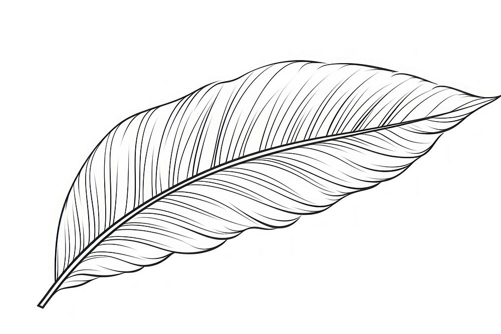 Botanical leaf sketch drawing plant. AI generated Image by rawpixel.