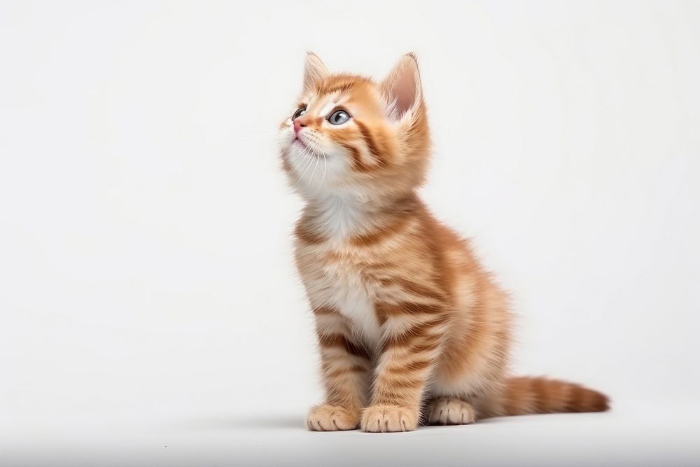 Cute kitten portrait animal mammal. AI generated Image by rawpixel.