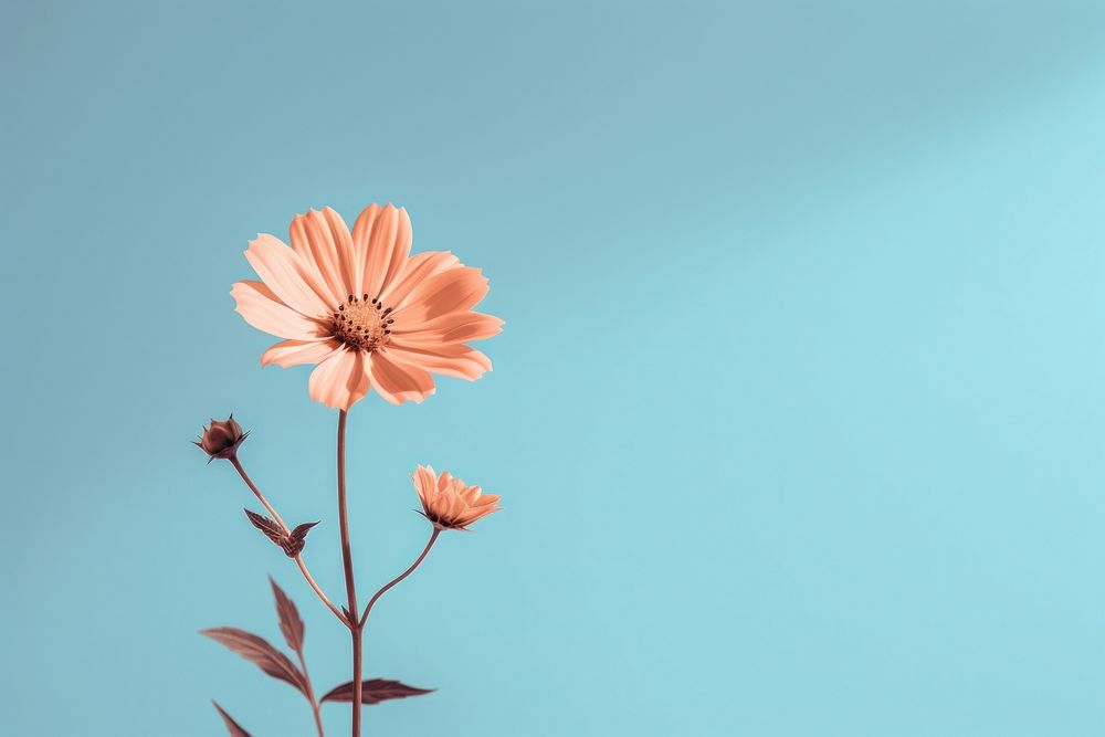 Flower background outdoors nature petal. AI generated Image by rawpixel.