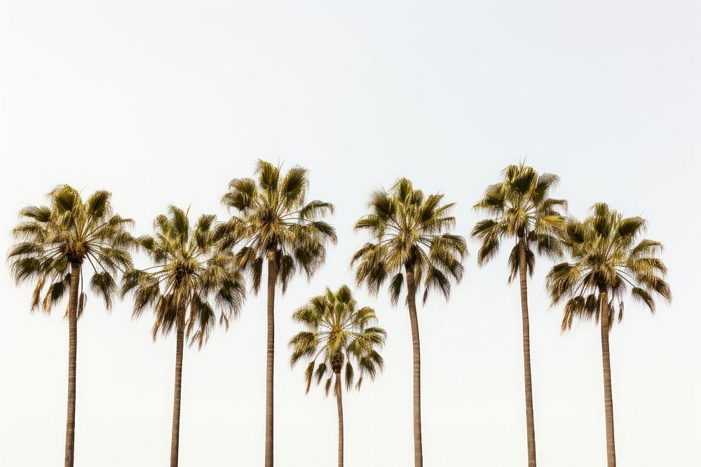 Palm trees backgrounds outdoors nature. AI generated Image by rawpixel.