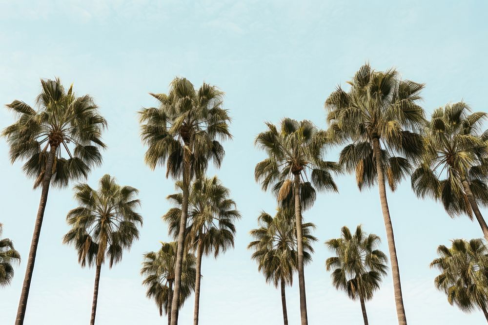 Palm trees backgrounds outdoors nature. AI generated Image by rawpixel.