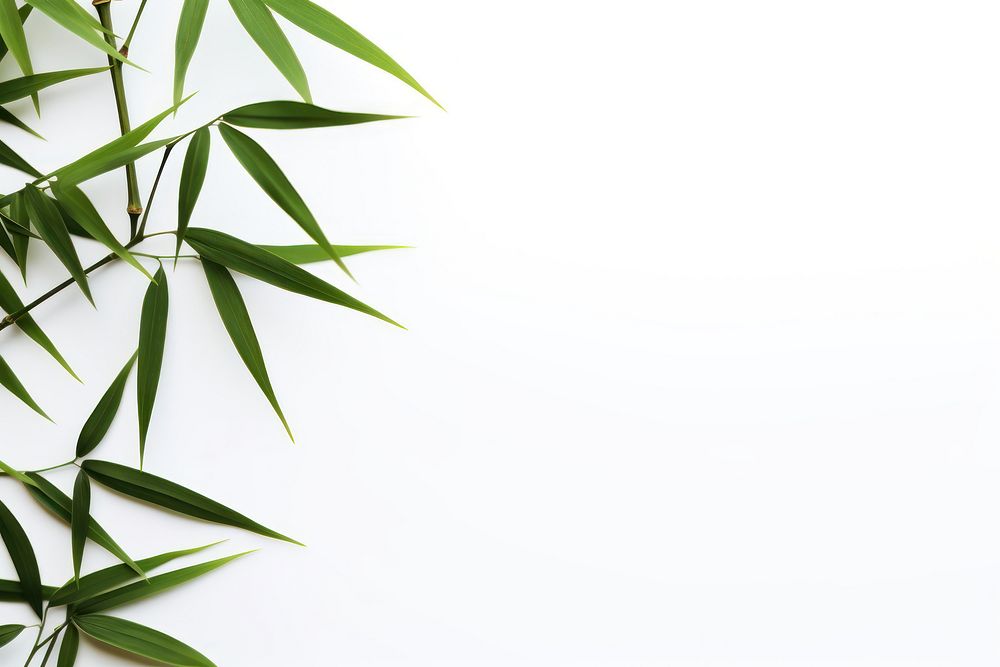 Bamboo backgrounds plant leaf. AI generated Image by rawpixel.