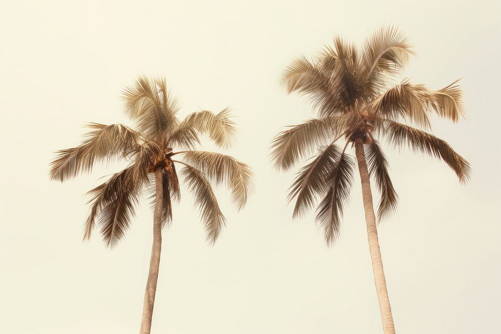 Palm trees outdoors nature plant. AI generated Image by rawpixel.