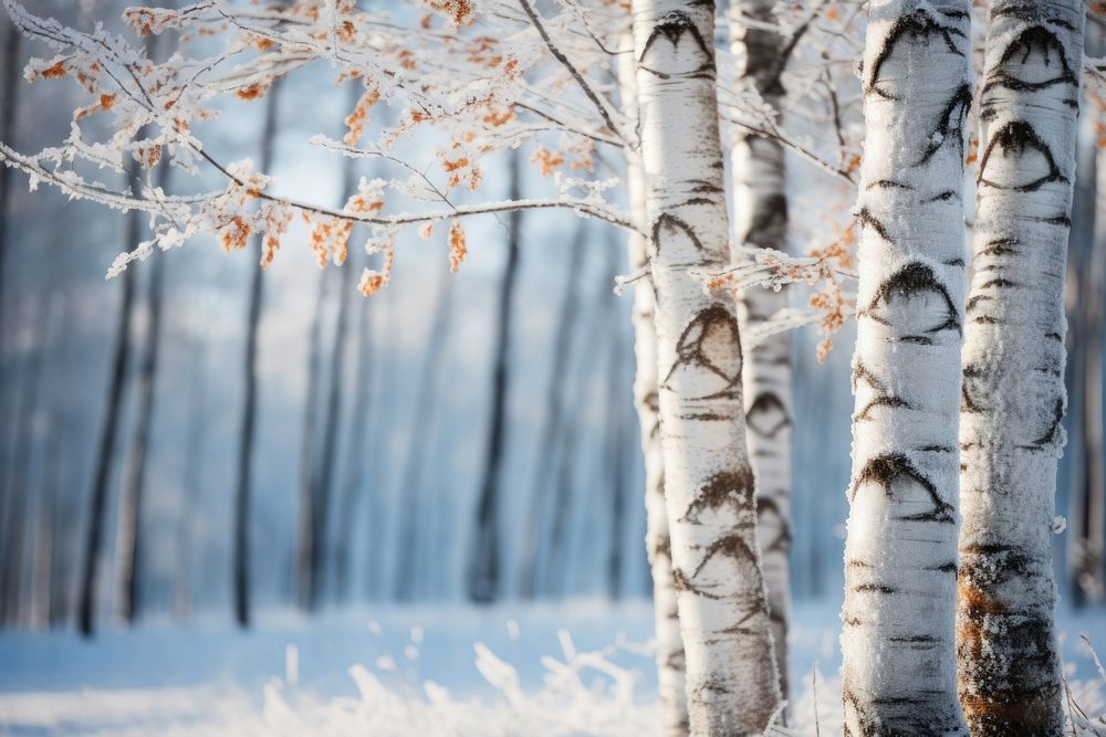 Pine trees snow outdoors woodland. AI generated Image by rawpixel.