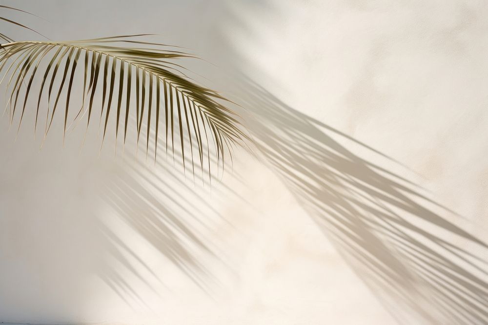 Shadow of a palm tree nature outdoors plant. AI generated Image by rawpixel.
