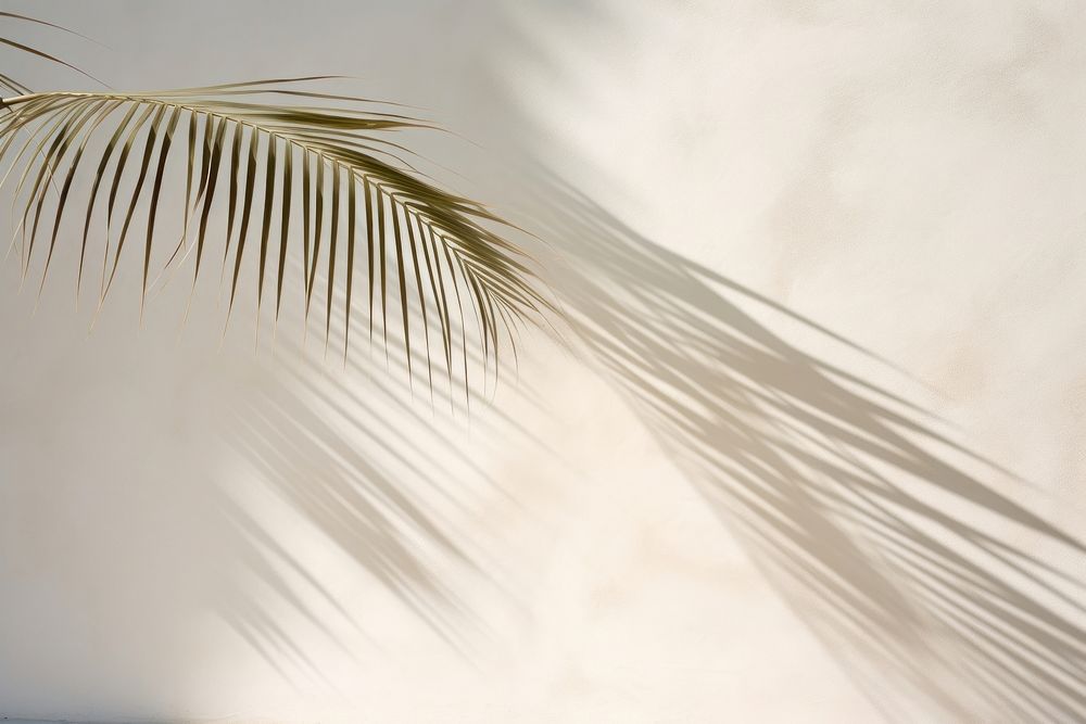 Shadow of a palm tree nature outdoors plant. 