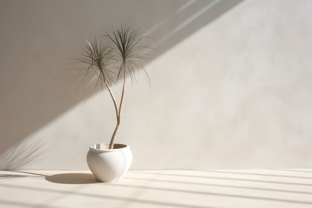 Shadow of a palm tree nature plant white. AI generated Image by rawpixel.