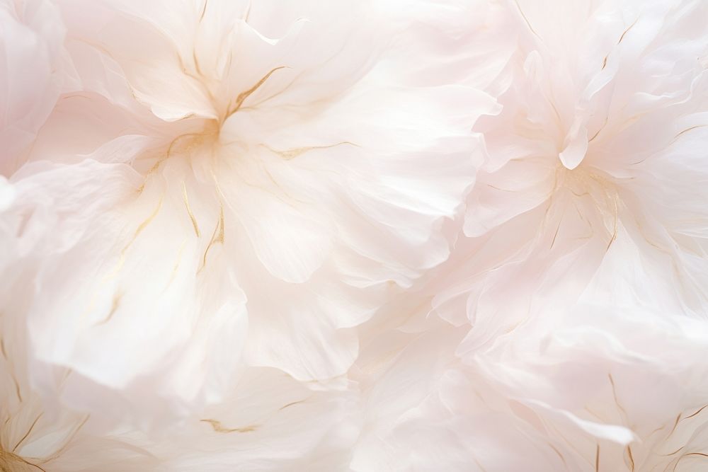 Macro of dry flower texture petal plant white. AI generated Image by rawpixel.