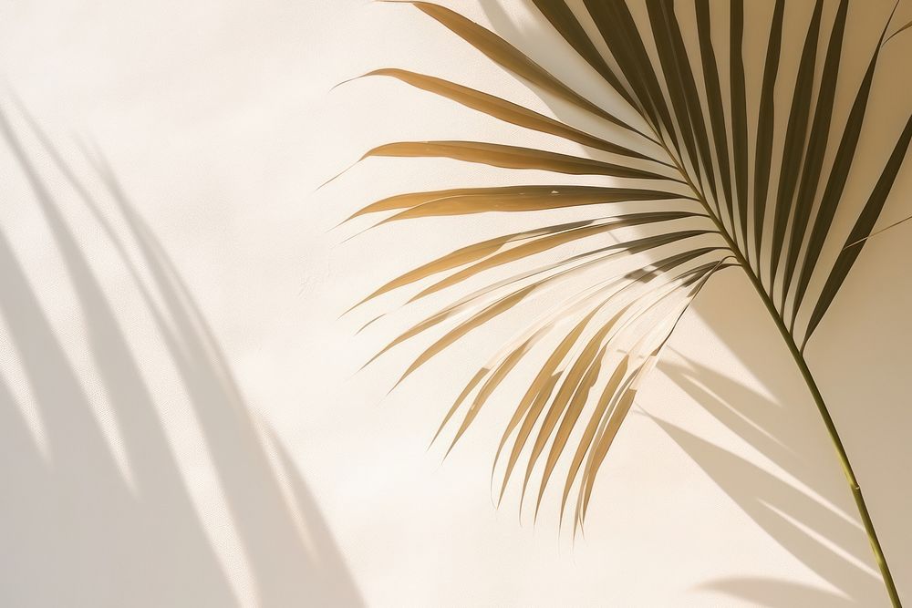 Shadow of a palm leaves nature plant leaf. AI generated Image by rawpixel.
