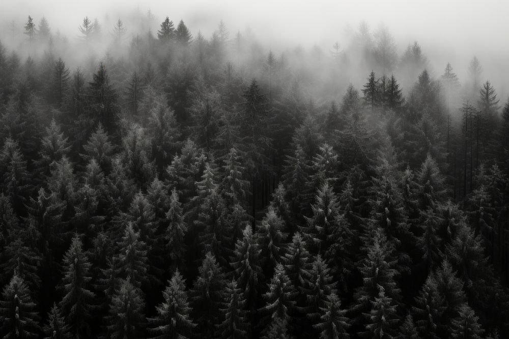 Pine forest outdoors woodland nature. AI generated Image by rawpixel.