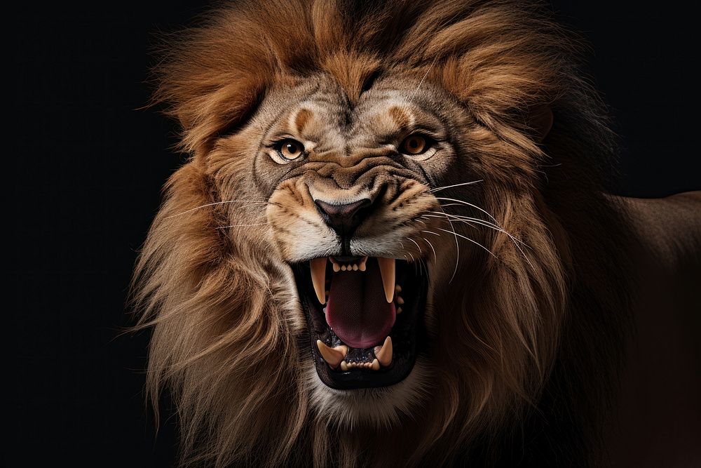 A angry lion wildlife mammal animal. 