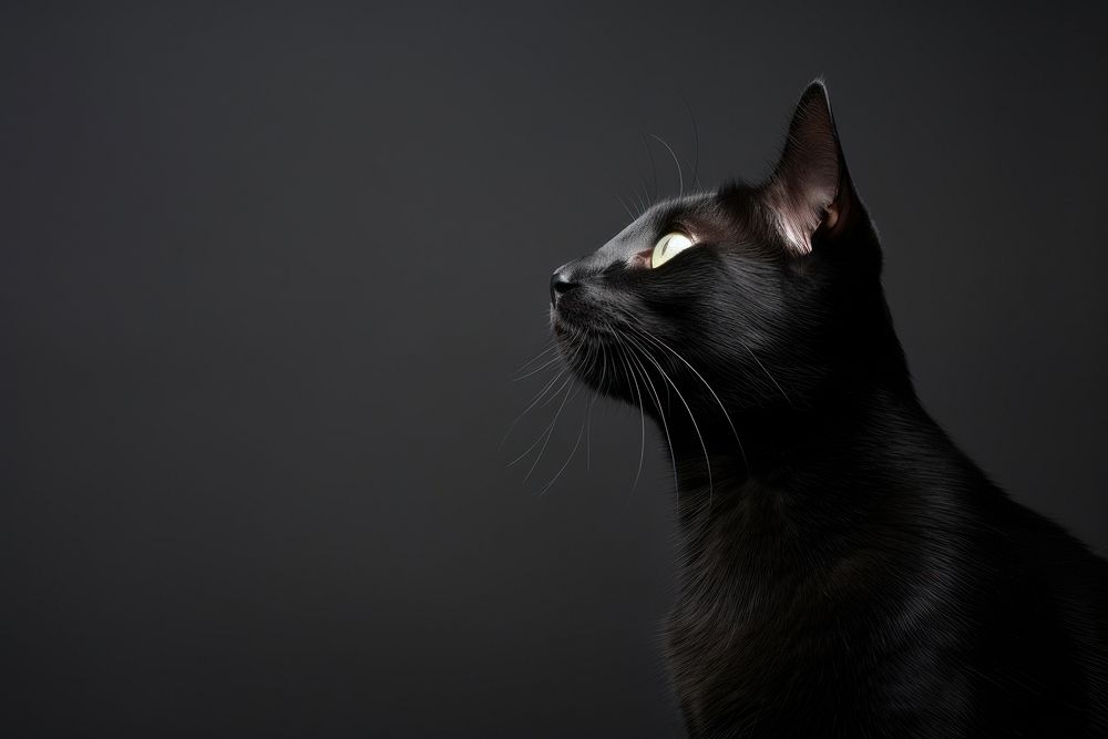 A black cat animal mammal pet. AI generated Image by rawpixel.