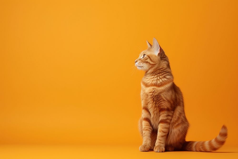 A orange cat animal mammal kitten. AI generated Image by rawpixel.