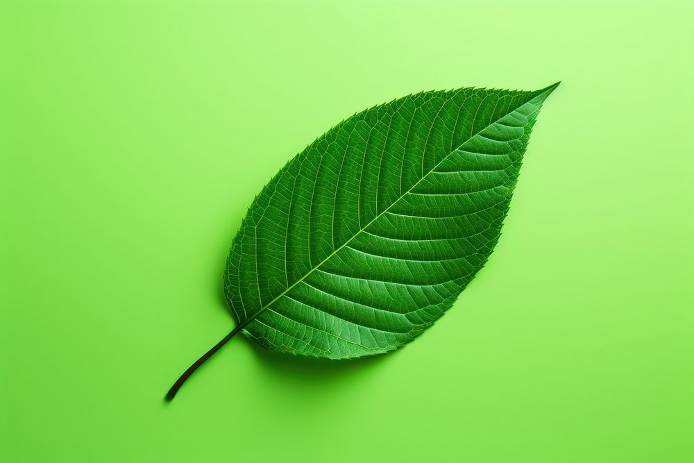 Green leaf plant green background nature. AI generated Image by rawpixel.