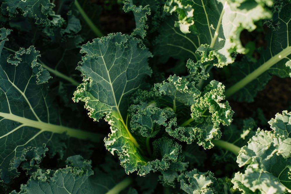 Kale field kale vegetable plant. AI generated Image by rawpixel.