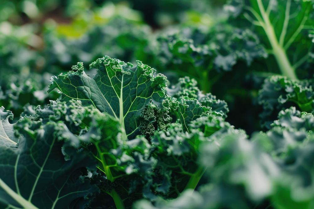 Kale field kale vegetable plant. AI generated Image by rawpixel.
