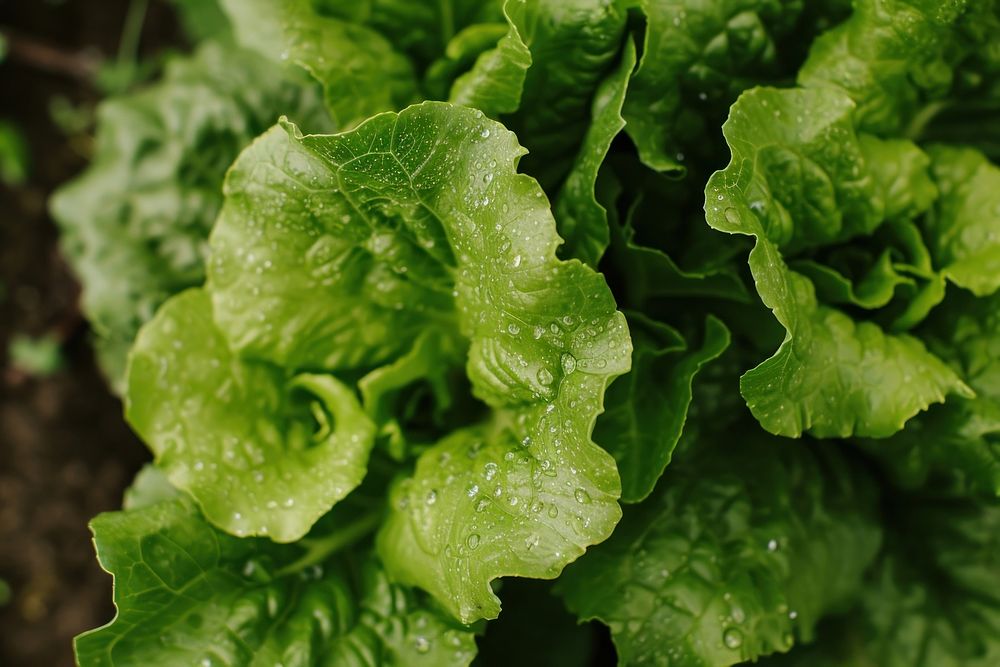 Lettuce field vegetable plant food. AI generated Image by rawpixel.