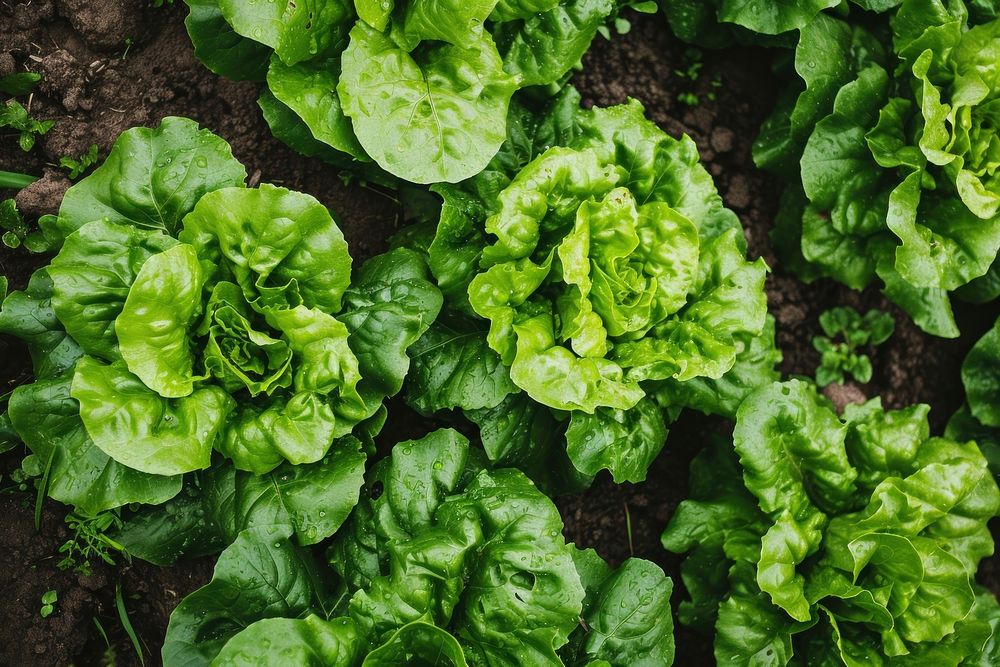 Lettuce field vegetable plant food. AI generated Image by rawpixel.