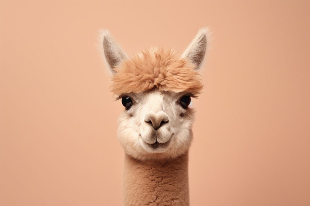 An alpaca animal mammal llama. AI generated Image by rawpixel.