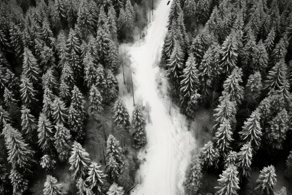 Snow forrest outdoors woodland nature. AI generated Image by rawpixel.