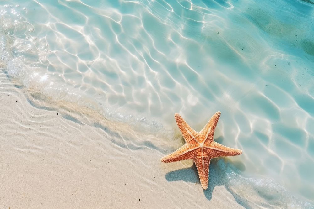 Starfish on the sand beach backgrounds underwater outdoors. AI generated Image by rawpixel.
