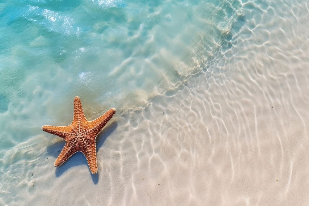 Starfish on the sand beach sea backgrounds outdoors. AI generated Image by rawpixel.