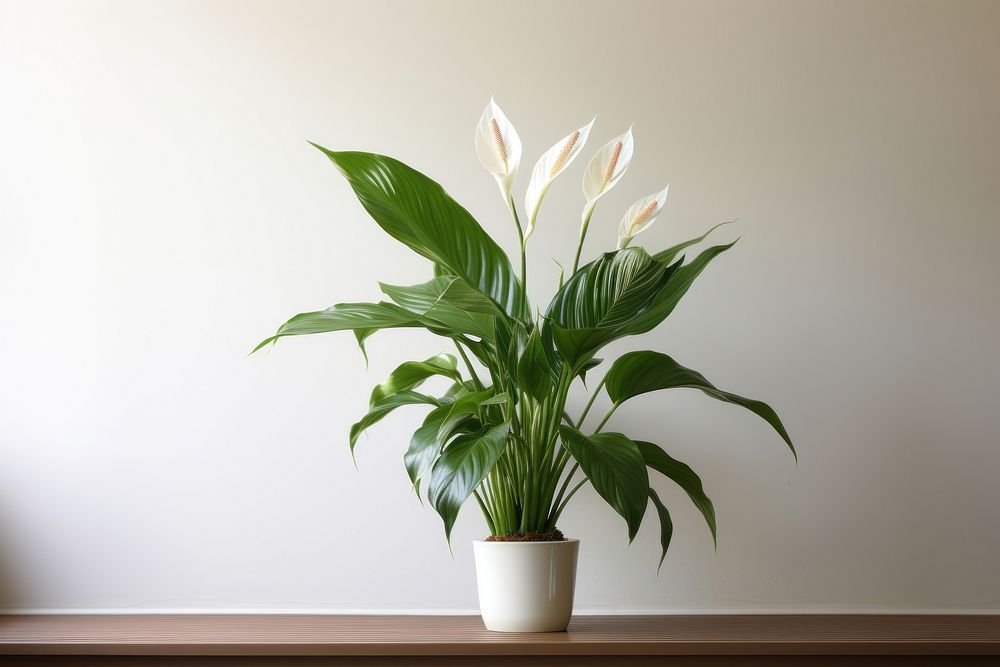 Peace Lily nature flower plant. AI generated Image by rawpixel.