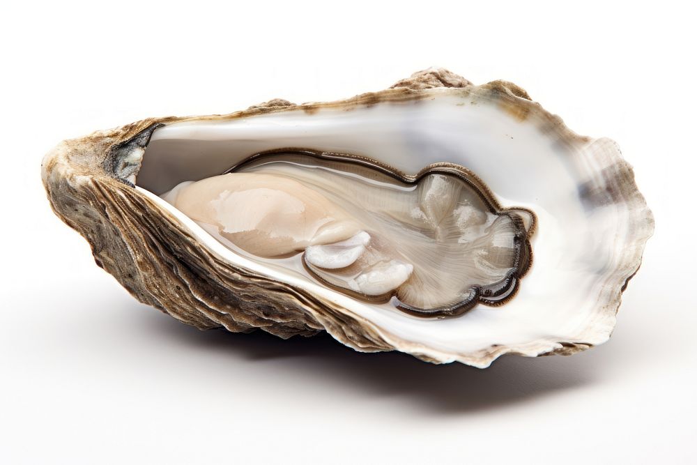 Oyster seafood white background invertebrate. AI generated Image by rawpixel.