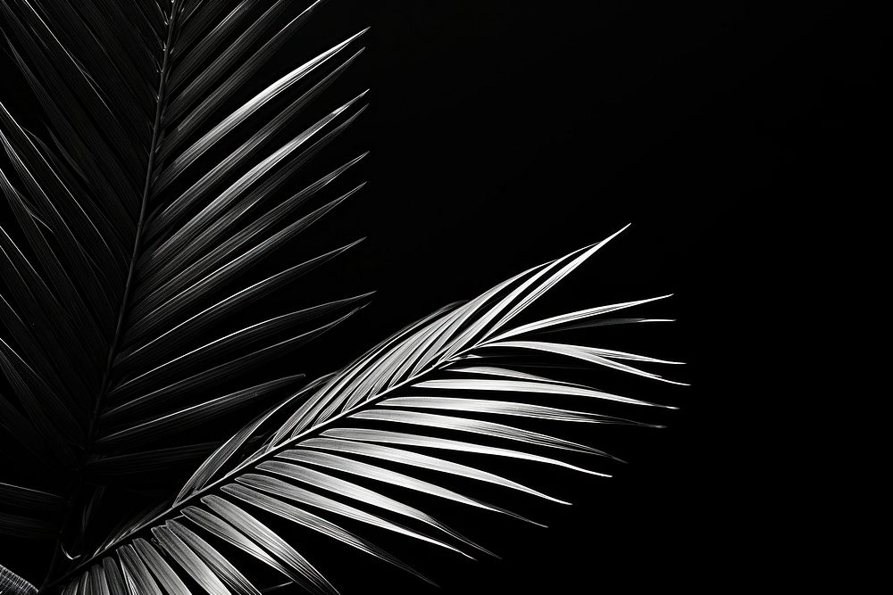 Palm leaves black plant white. AI generated Image by rawpixel.