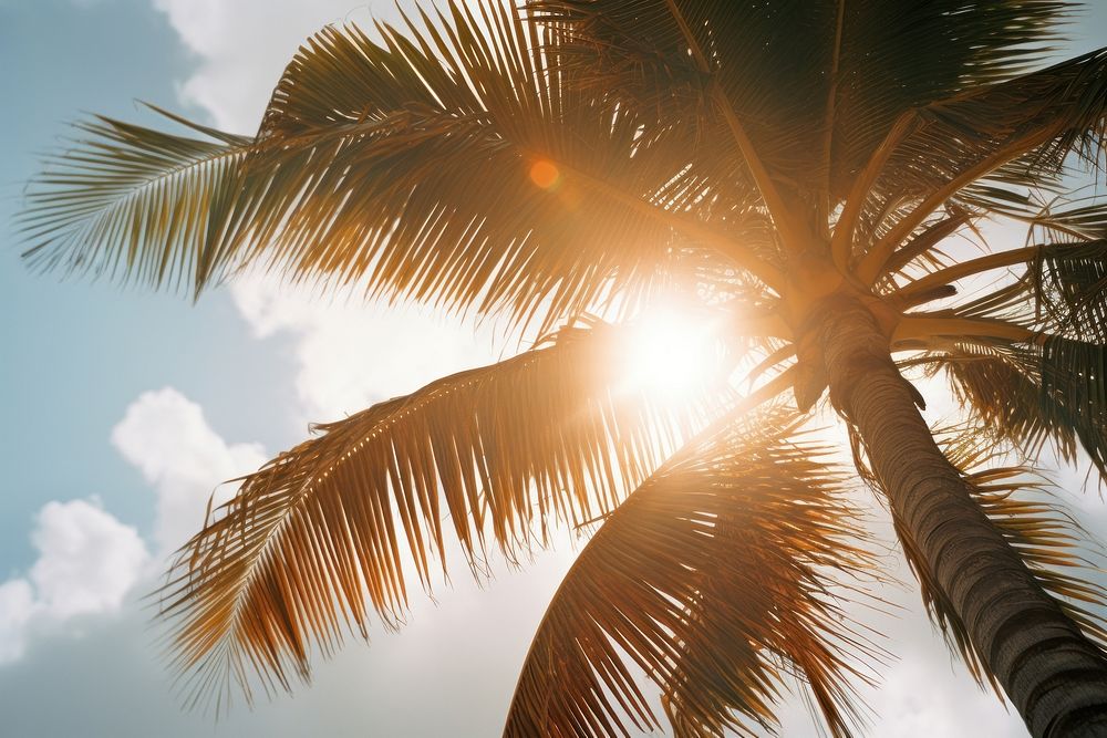 Coconut tree sunlight outdoors nature. AI generated Image by rawpixel.