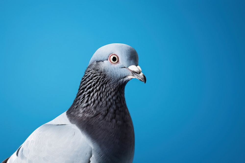 A pigeon animal bird blue. AI generated Image by rawpixel.