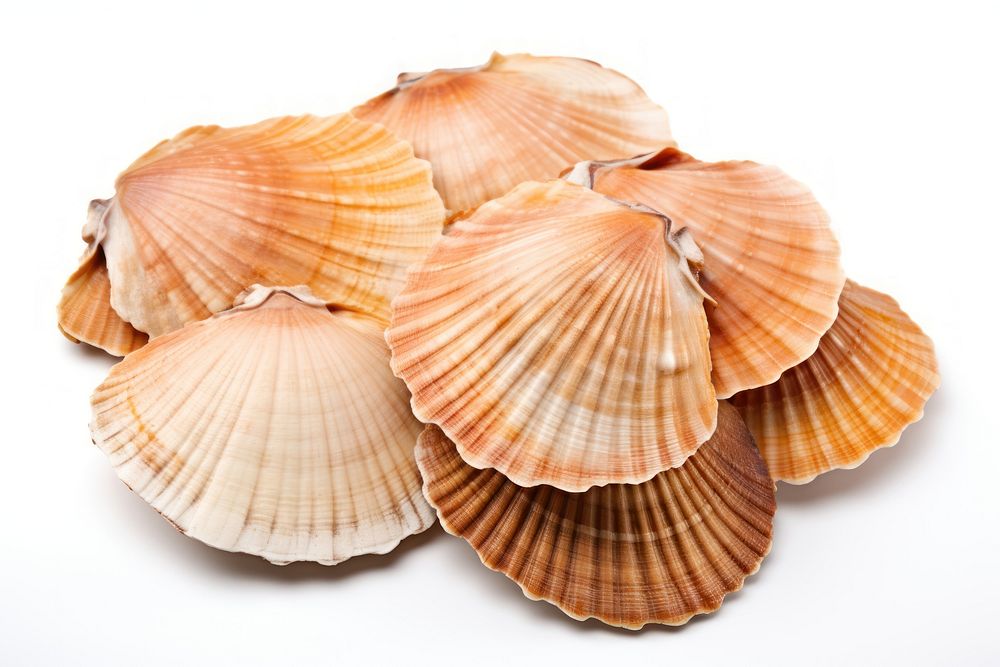 Seashell seafood clam white background. AI generated Image by rawpixel.