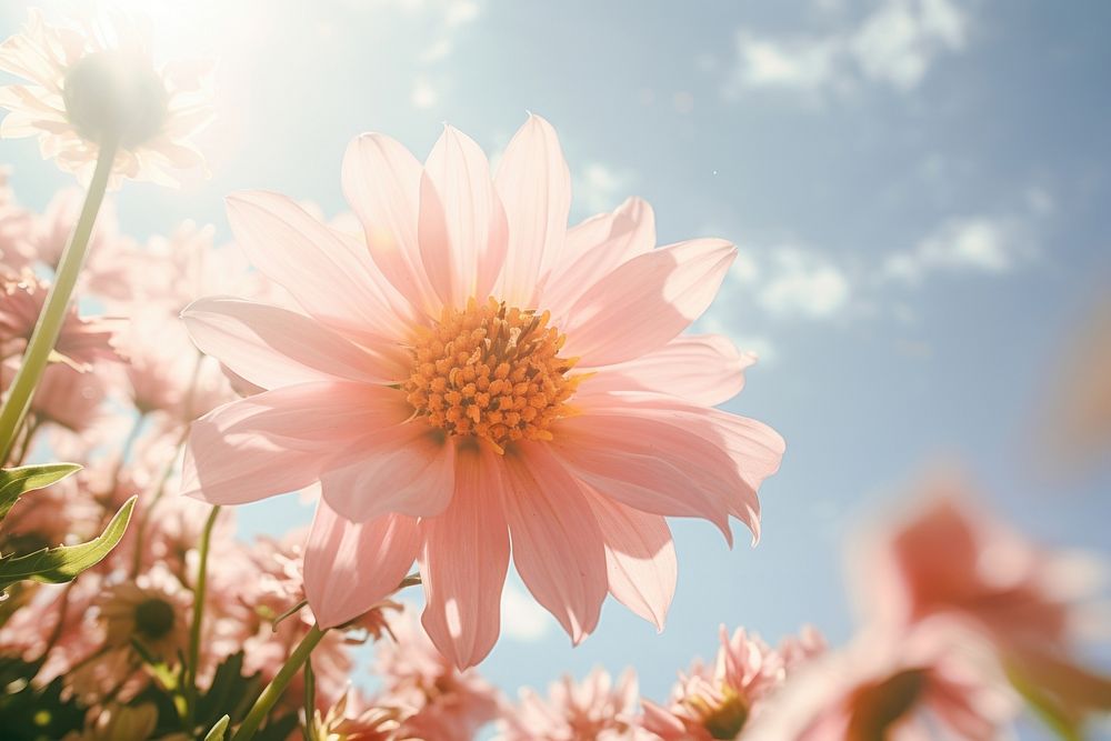 Flower close up nature summer outdoors. AI generated Image by rawpixel.