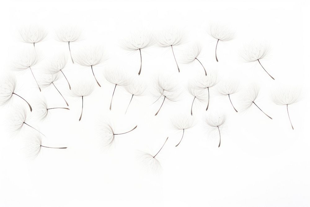 Floating Dandelion seed backgrounds dandelion plant. AI generated Image by rawpixel.