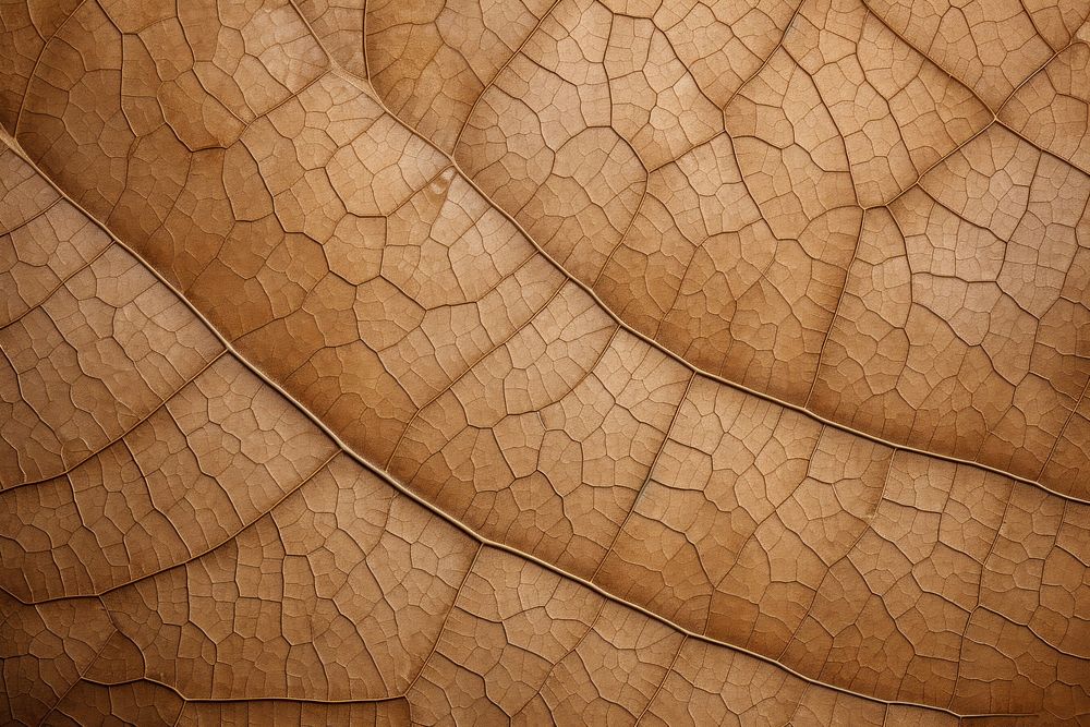 Leave texture background backgrounds leaf fragility. AI generated Image by rawpixel.
