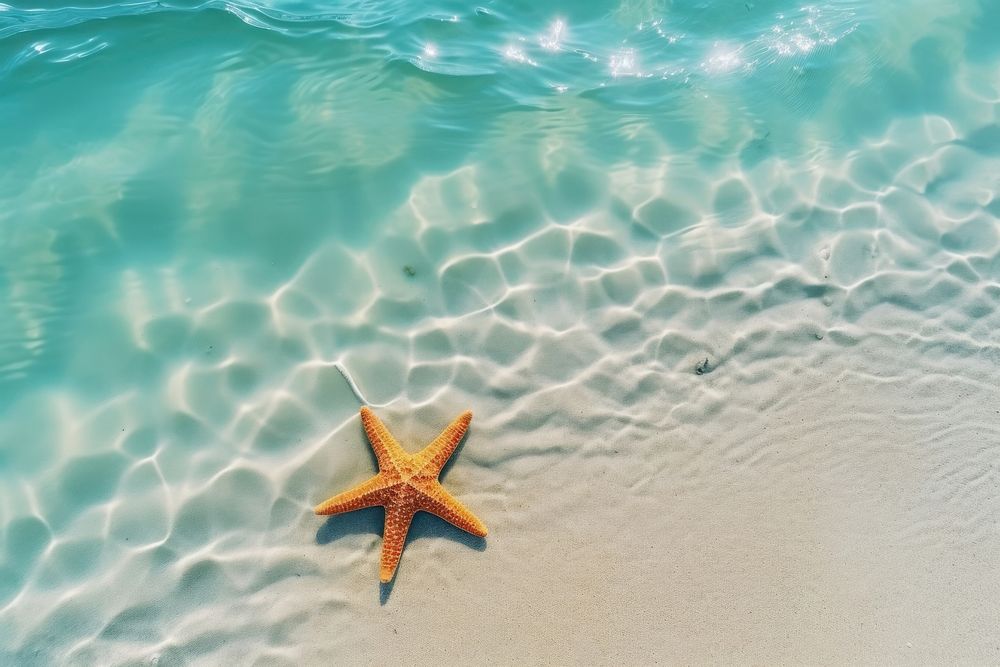 Starfish on the sand beach backgrounds starfish outdoors. AI generated Image by rawpixel.